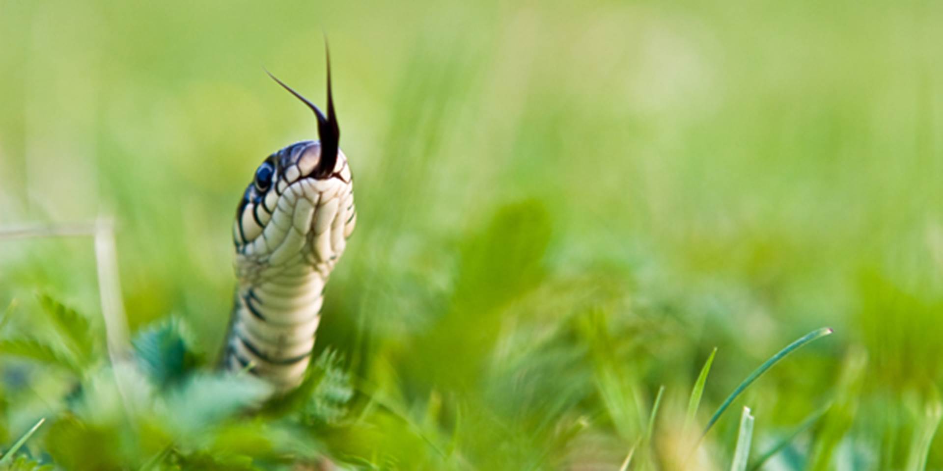 Foto: Shutterstock en bild