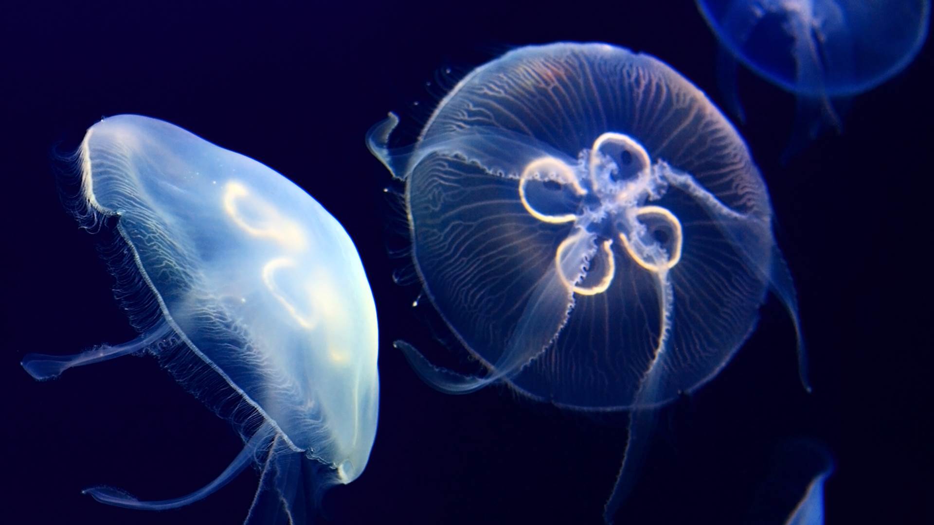 Foto: Shutterstock en bild