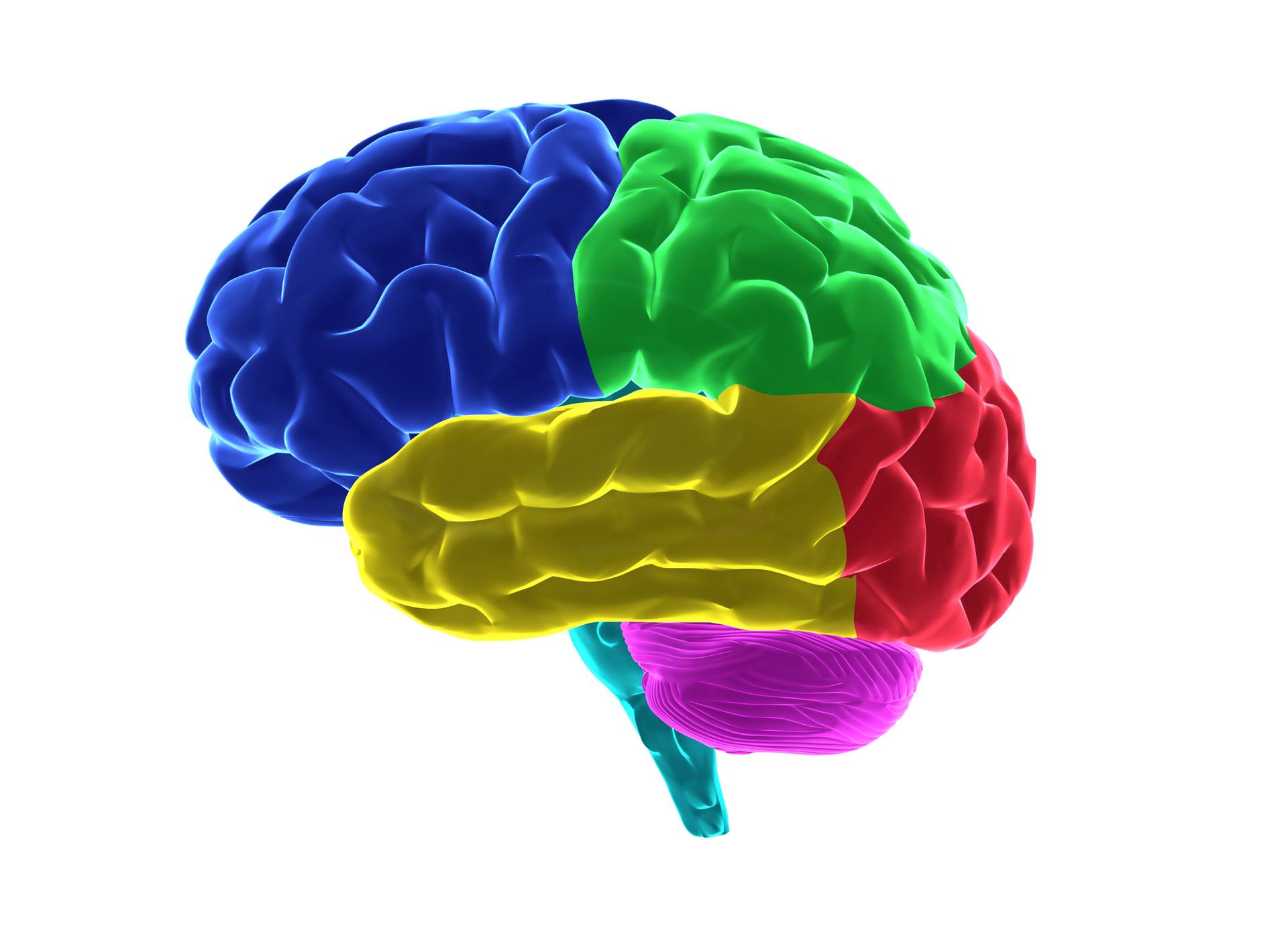 Brain capabilities. Brain structure. Parts of the Brain. Human Brain structure.